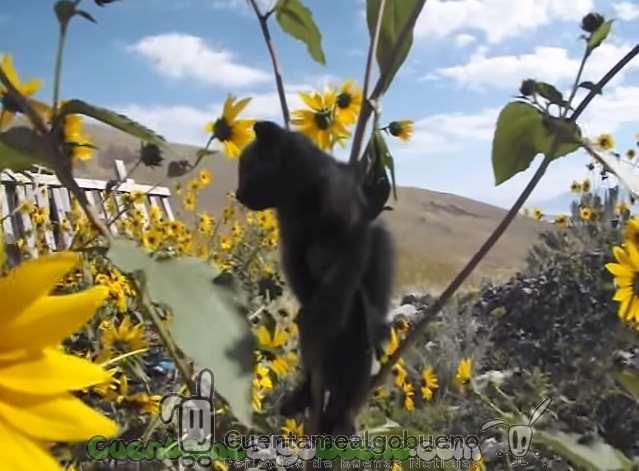 Libera a un gatito que estaba atrapado en un girasol