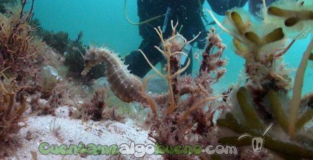 20160620-1-1-caballitos-mar