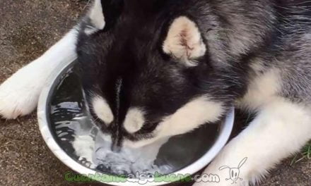 Husky siberiano se entretiene creando burbujas en el agua