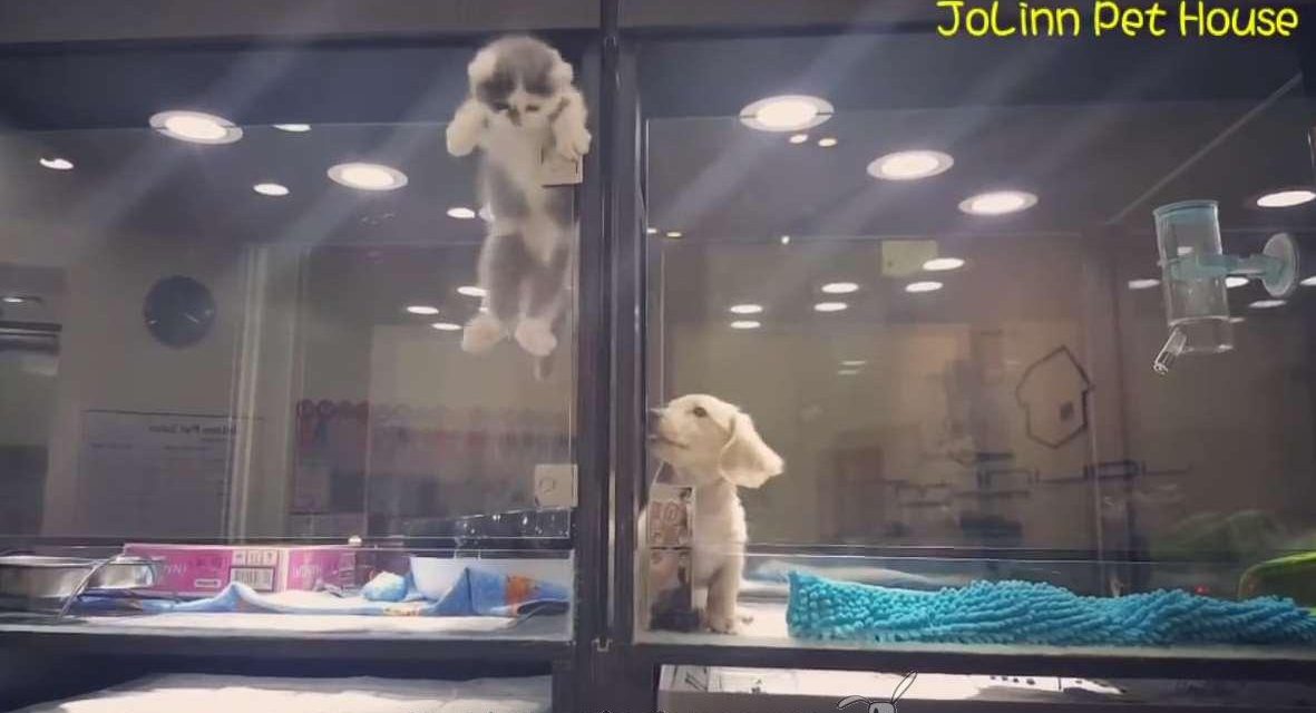 Gato se escapa de su jaula para jugar con su perro vecino