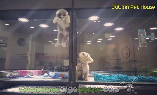 201606230-3-gatito-se-reune-con-su-perro-vecino