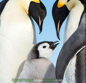 Una pareja de pingüinos acompaña a su pequeña cría en una tierna estampa. Foto de Christopher Michel.