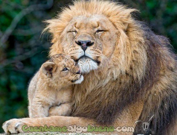 Un león abraza con ternura a su cría. Foto de Tambako The Jaguar
