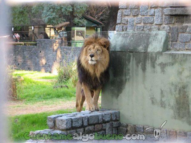 Un león del zoo de Buenos Aires que dejará de vivir en cautiverio. Foto de jazpdx.