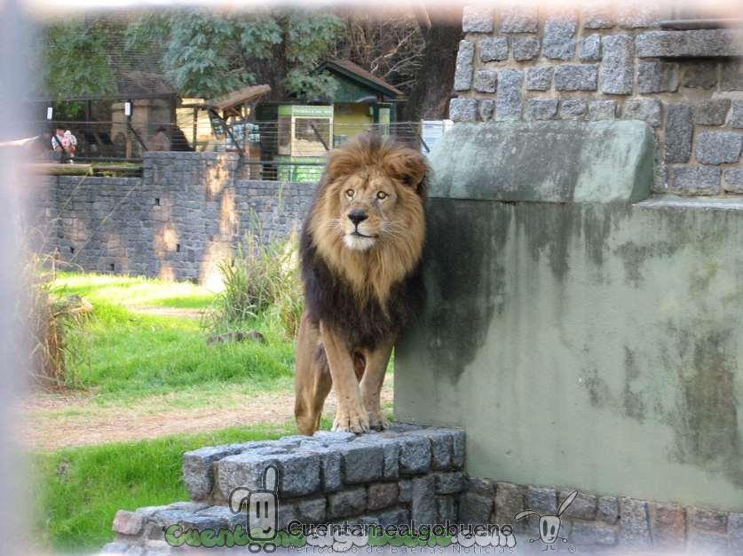 Argentina avanzando hacia el respeto a los animales