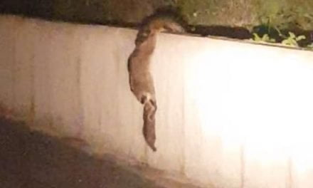 Mapaches ayudándose a escalar un muro