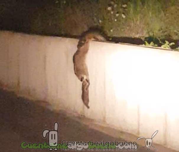 Mapaches ayudándose a escalar un muro