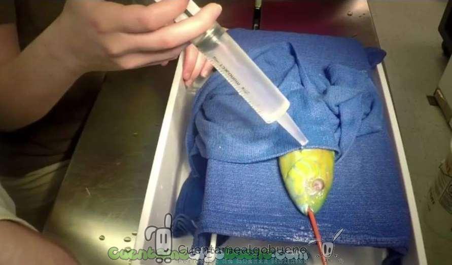 Fabrica una prótesis para un pez que perdió un ojo