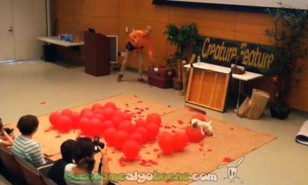 Perro bate el récord Guiness de explotar globos