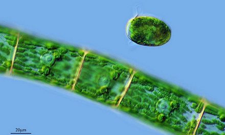 Biocombustible a partir de algas marinas