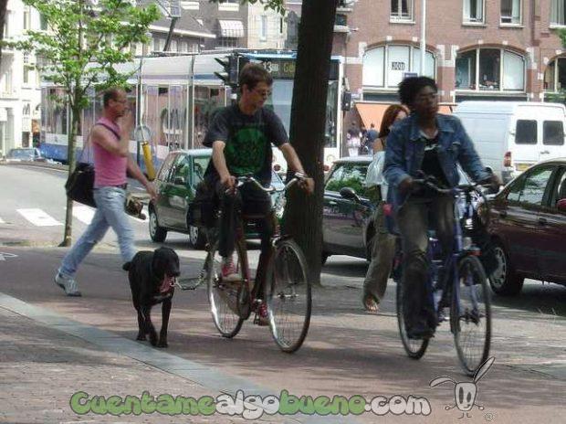 Holanda dejará de recluir y sacrificar a los animales en las perreras. Foto de Malingering.