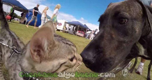 20160714-3-gato-amigo-50-perros