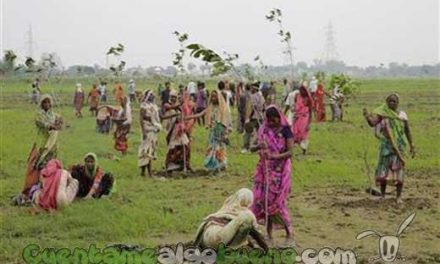 Plantan cerca de 50 millones de árboles en India en 24 horas