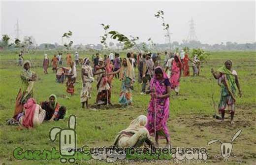Plantan cerca de 50 millones de árboles en India en 24 horas