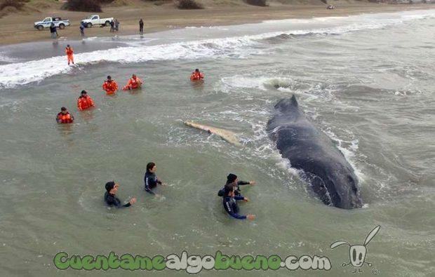 20160719-2-rescatan-ballena-argentina-1