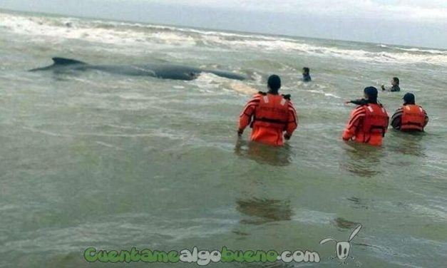 Liberan a una ballena jorobada encallada en una playa Argentina
