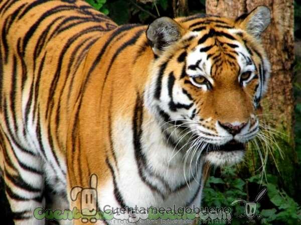 20160726-1-tigres-nepal-1