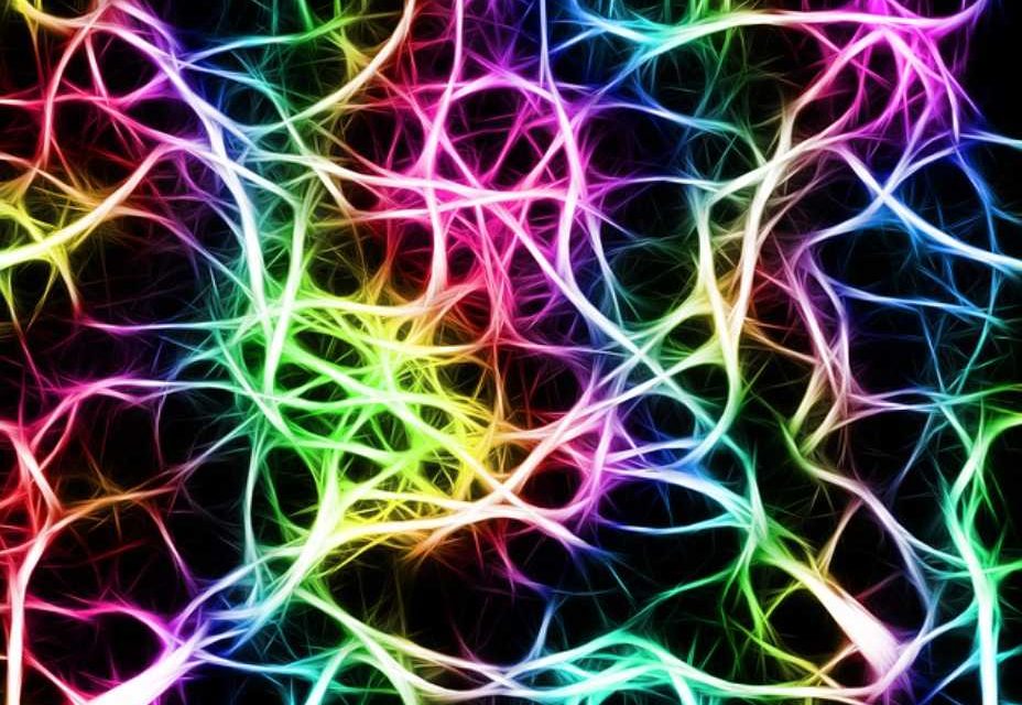 Descubren nuevas áreas de la corteza cerebral