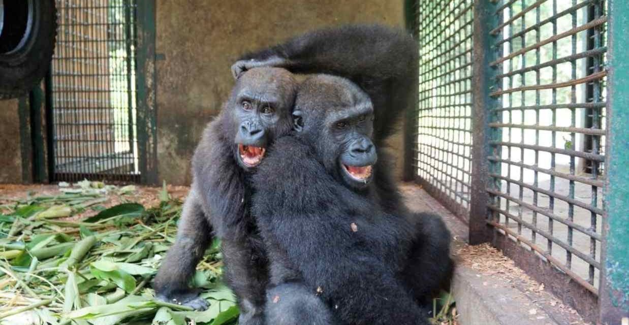 Parry y Chris, dos gorilas inseparables