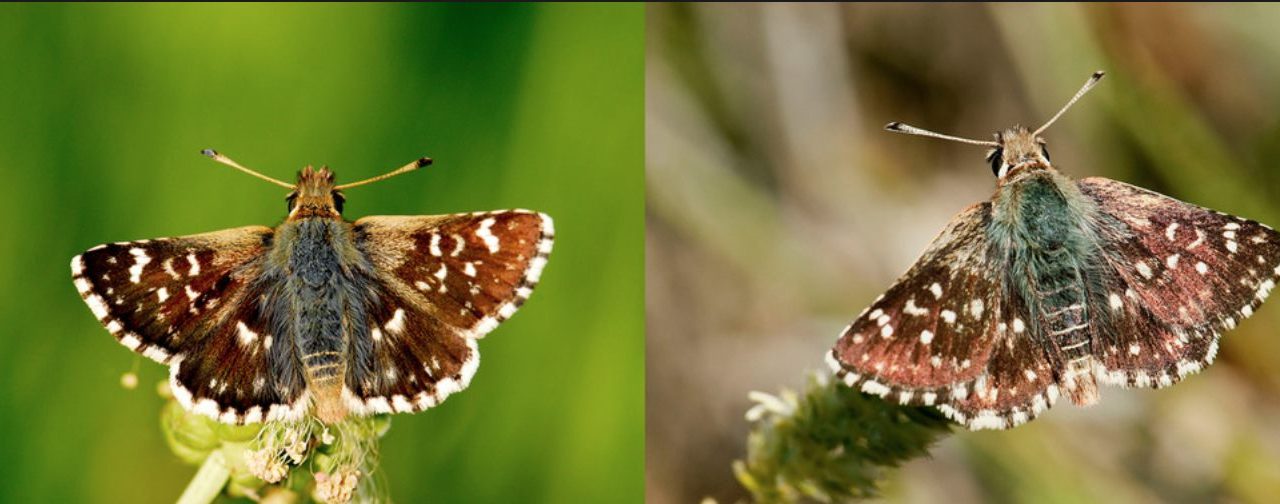 Spialia Rosae, la nueva especie de mariposa de la Península Ibérica
