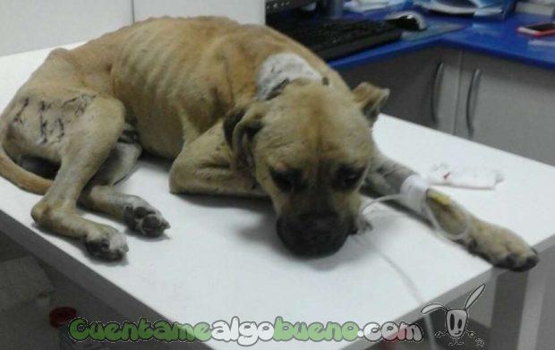 20160826-2-rescatan-perro-peleas-ilegales-puertollano-1