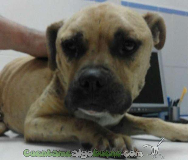 20160826-2-rescatan-perro-peleas-ilegales-puertollano-2