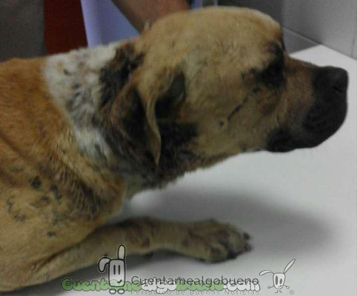 Rescatan a un perro usado en peleas ilegales en Puertollano