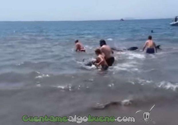 20160827-1-cadena-humana-banistas-evita-varamiento-cetaceos-playa-planca-lanzarote-1