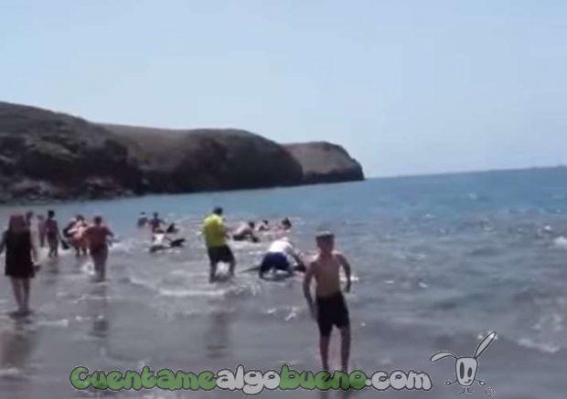 20160827-1-cadena-humana-banistas-evita-varamiento-cetaceos-playa-planca-lanzarote-3