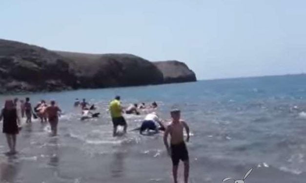 Decenas de bañistas salvan a 20 cetáceos en Lanzarote