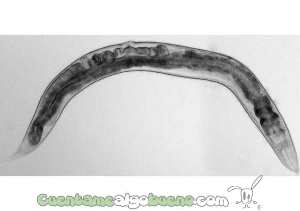 El gusano nematodo Caenorhabditis elegans ha servido de base para el estudio. Foto: sinc.