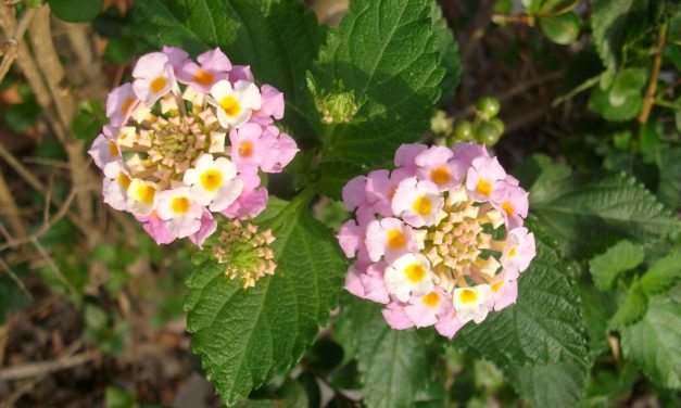 Claraboya. NATURALIDAD