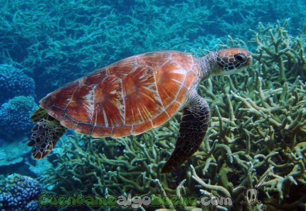 20160903-3-reserva-marina-mas-grande-del-mundo-02