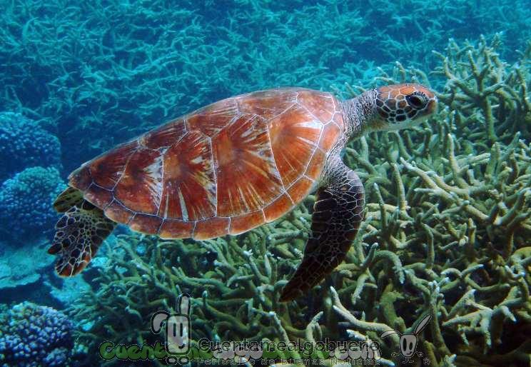 Estados Unidos crea el área natural protegida más grande del mundo