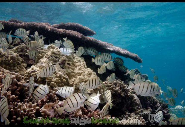 20160903-3-reserva-marina-mas-grande-del-mundo-03