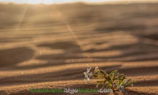 Claraboya. RESILIENCIA