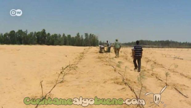 20160908-1-bosque-en-desierto-de-egipto-01