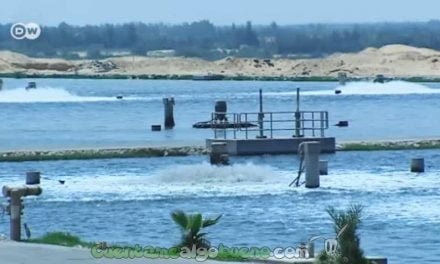 Plantan un bosque en un desierto de Egipto