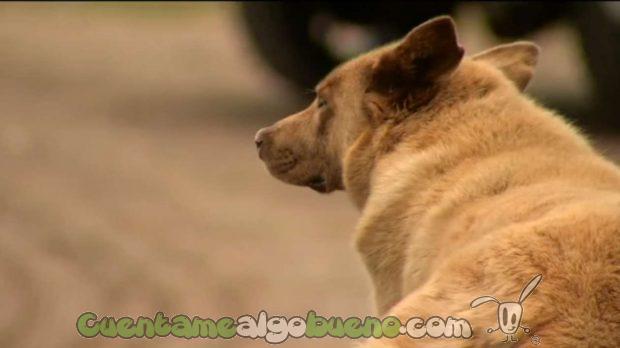 20160913-1-bruno-perro-personaje-longville-02