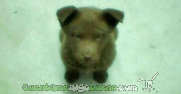 20160913-1-bruno-perro-personaje-longville-03