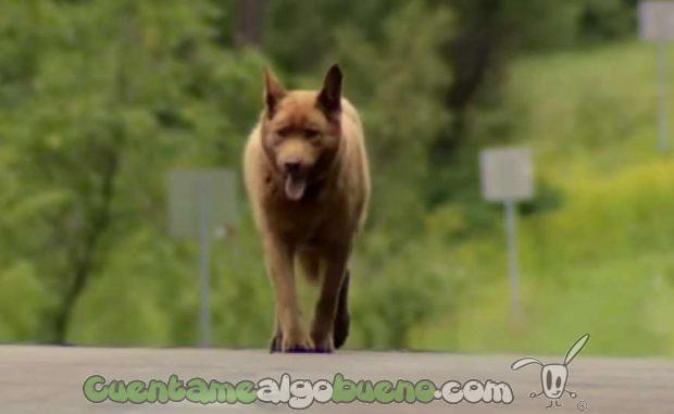 20160913-1-bruno-perro-personaje-longville-04