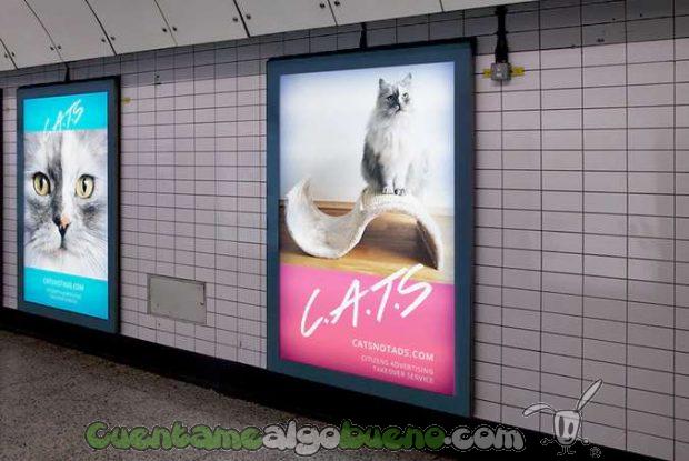 20160919-1-cats-gatos-metro-londres-04
