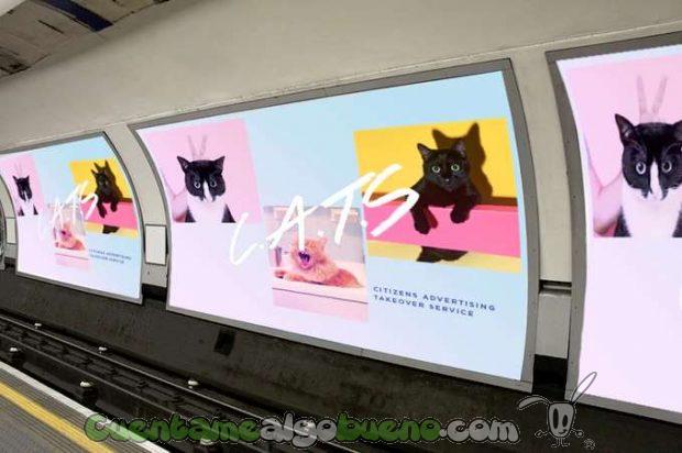 20160919-1-cats-gatos-metro-londres-05