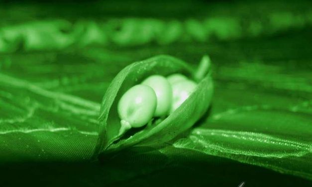 Un nuevo uso para los guisantes