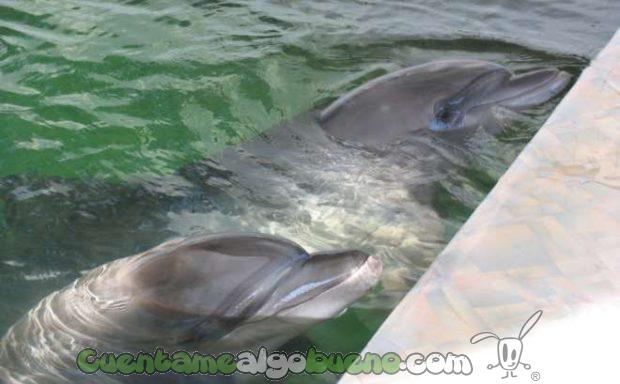 20160921-1-conversacion-delfines-01