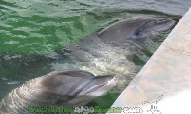Graban una conversación entre dos delfines hablando como las personas