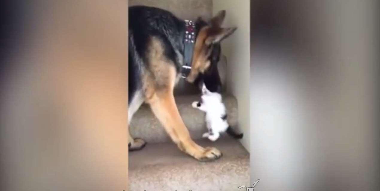 Pastor alemán ayuda a un gatito a subir las escaleras