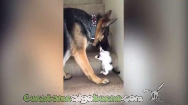 20160923-3-perro-ayuda-subir-escaleras-gatito-02