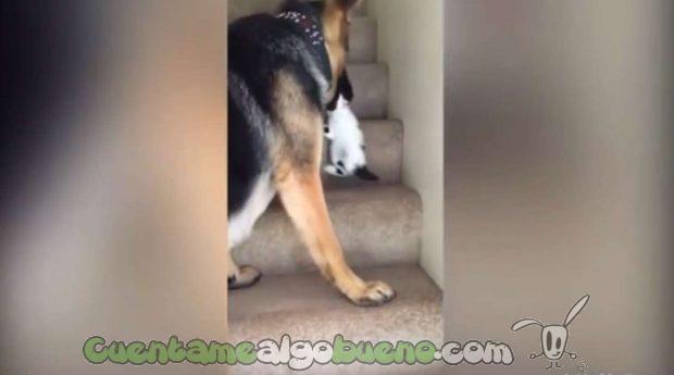 20160923-3-perro-ayuda-subir-escaleras-gatito-03
