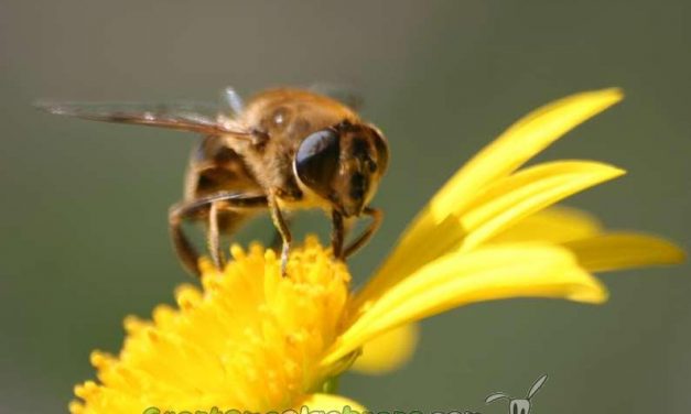Declaran a las abejas como la especie más importante del planeta